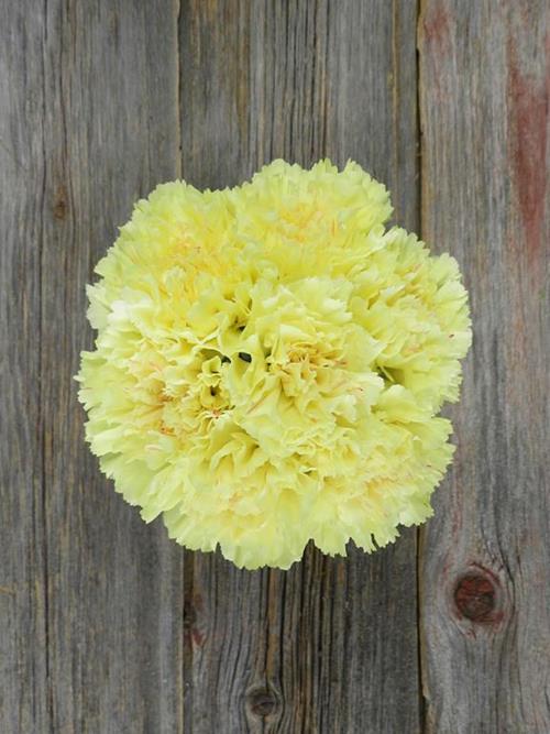 HERMES YELLOW CARNATIONS